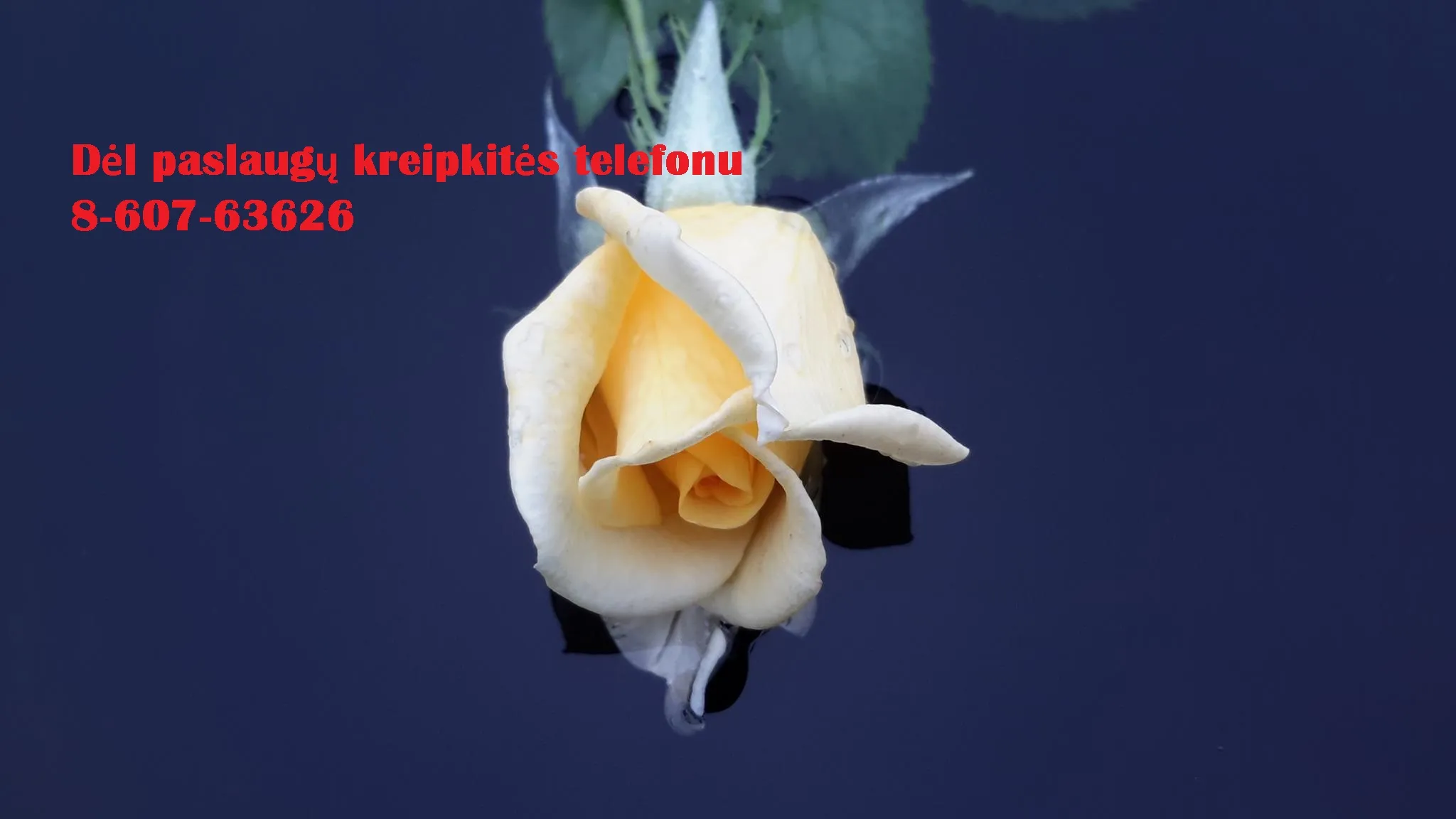 Studentams ir doktorantams +37060763626